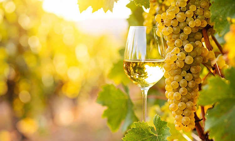 白ワイン | ザ・ワイン オンラインストア - 東急百貨店オンラインストア