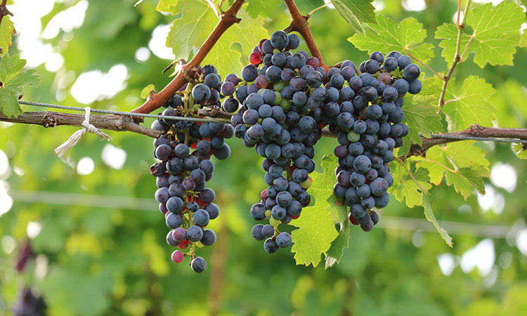 カベルネ・ソーヴィニヨン | ザ・ワイン オンラインストア - 東急