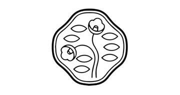 カテゴリー画像