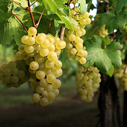 ソーヴィニヨン・ブラン